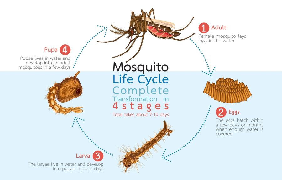 São João Nepomuceno entra em alerta: LIRAa 2026 revela focos do mosquito da dengue dentro das residências