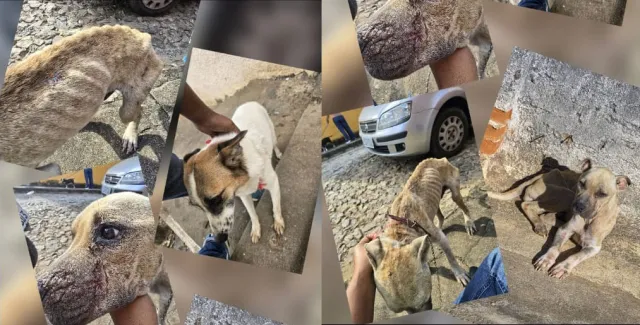 Casal é preso após resgate de 12 cães em situação de maus-tratos em São João Nepomuceno